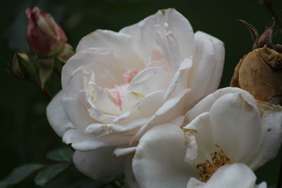 Close-up of white rose