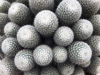 Full frame shot of succulent plants