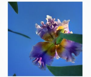 Close-up of flowers against clear sky