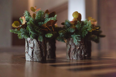 Close-up of potted plant on table