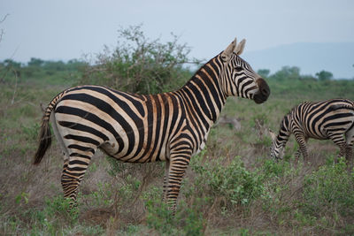 Zebra standing on field