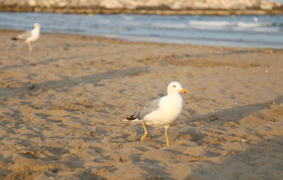 Seagull on beach