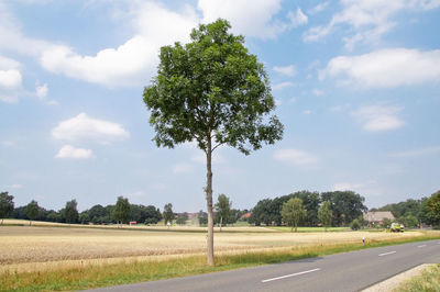 Road by trees on field against sky