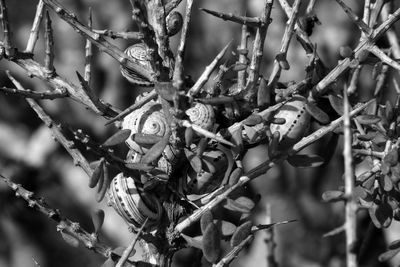 Close-up of a bird on branch