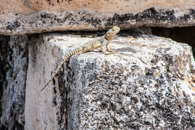 Close-up of lizard on rock