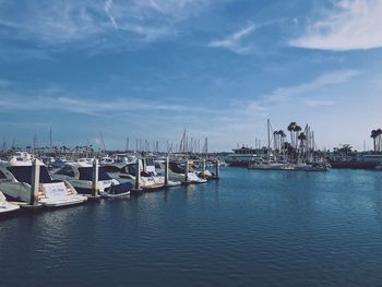 Sailboats moored in harbor