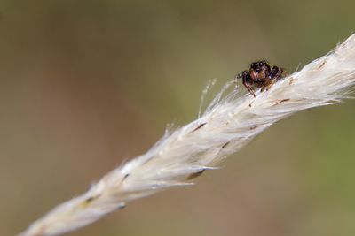 Close-up of insect