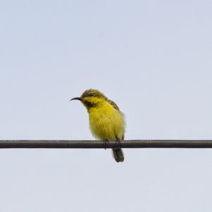 Low angle view of bird perching on plant against sky