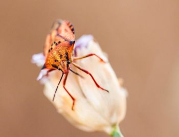 Close-up of insect