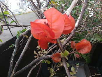 Close-up of red flower growing on tree