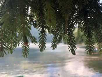 Close-up of pine tree