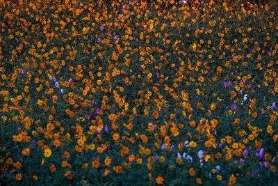 Full frame shot of yellow flowering plants