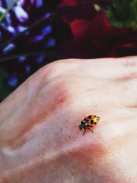 Close-up of ladybug on hand