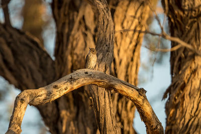 Close-up of dried plant on tree trunk