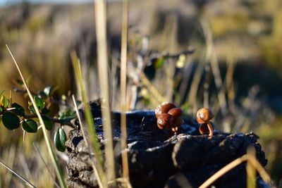 Close-up of fruits on field