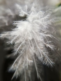 Close-up of dandelion on plant