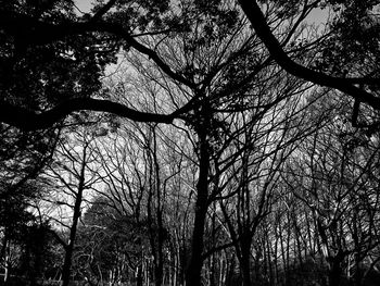 Low angle view of silhouette trees in forest