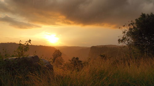 Trees on countryside landscape at sunset