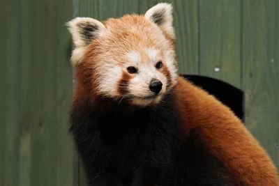 Close-up of an animal