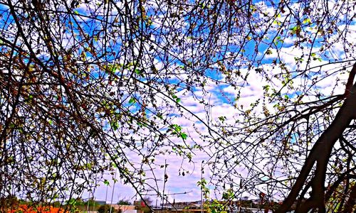 Low angle view of cherry tree against sky