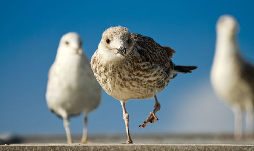 Close-up of seagulls perching on the ground