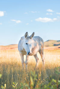 Horse grazing on field against sky