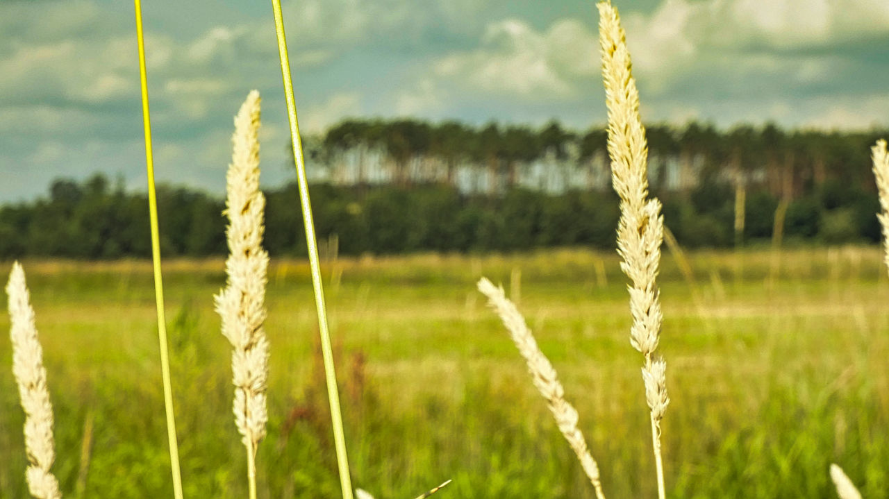 CLOSE-UP OF FRESH GREEN PLANTS ON FIELD AGAINST SKY