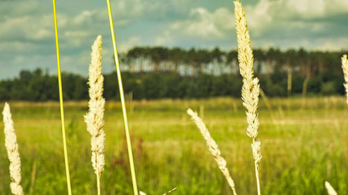 Close-up of fresh green plants on field