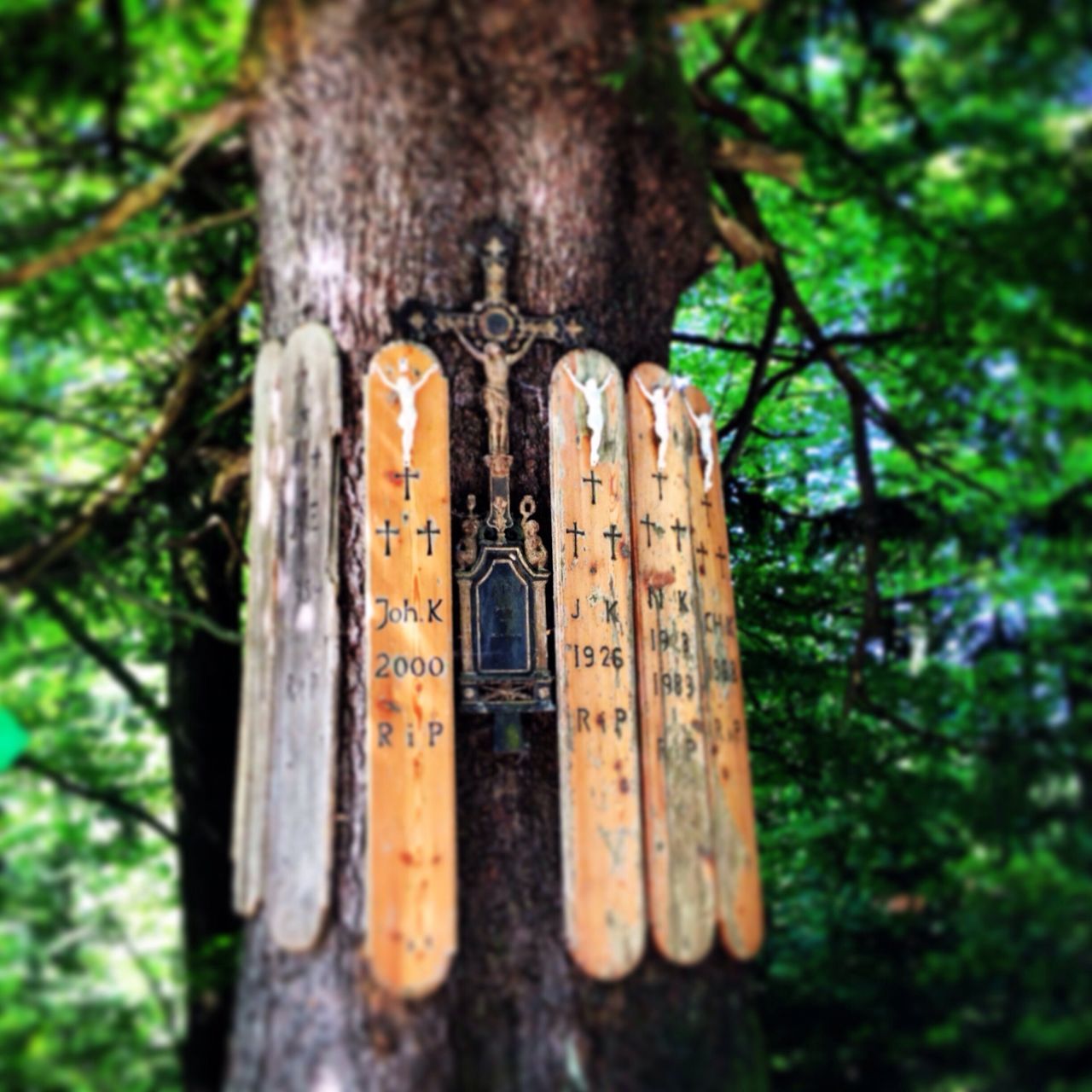 TREE TRUNK IN FOREST