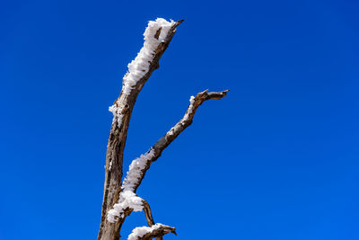 Low angle view of bare tree against clear blue sky