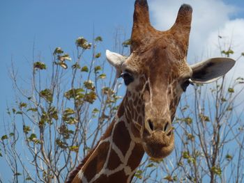 Low angle view of animals against the sky