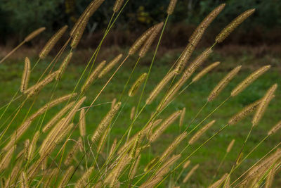 Close-up of stalks in field