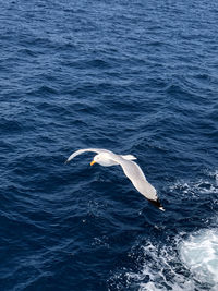 Seagull in a sea