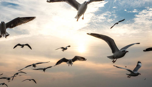 Low angle view of seagulls flying