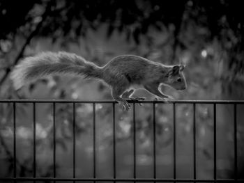 Side view of an animal against fence