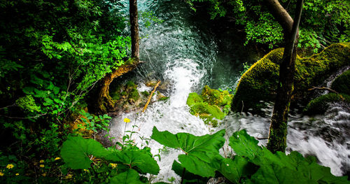 Plants growing by stream in forest