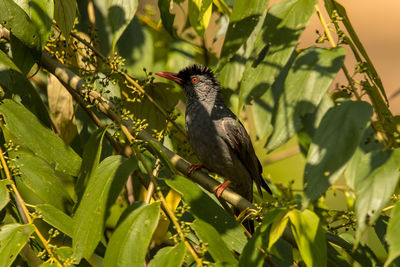 Bird perching on a plant