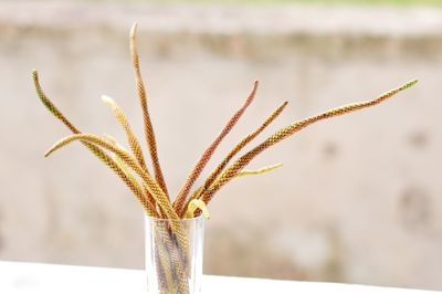 Close-up of plant against blurred background