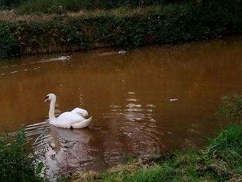 Swans swimming in lake