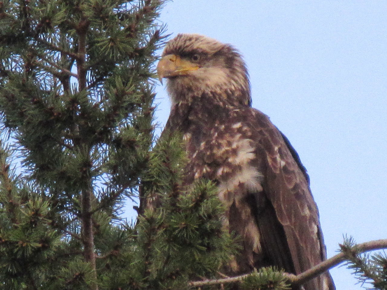 Sequim Bay