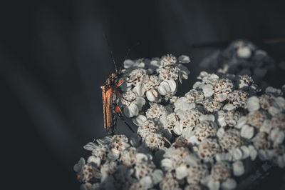 macro photography