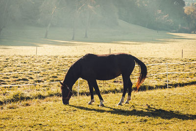 Horse grazing grass on pasture. misty morning.