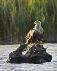 The white tailed eagle on the riverbank