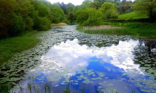 Scenic view of lake in forest