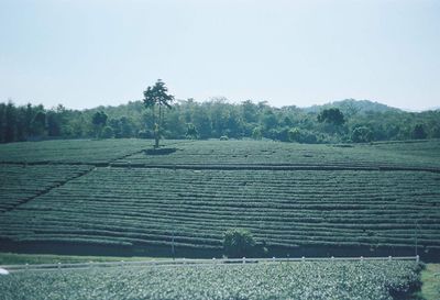 Scenic view of agricultural field against clear sky