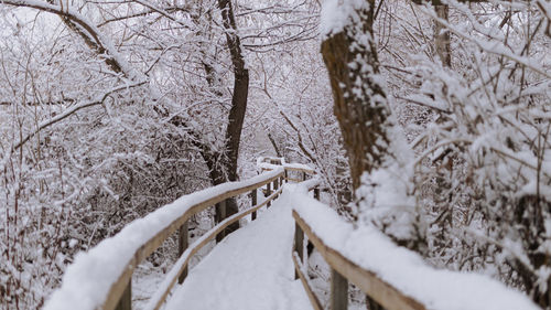 Snow covered land and trees during winter