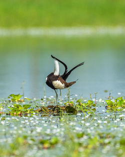 Bird on field