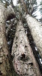 Low angle view of lichen on tree trunk in forest