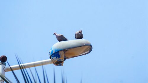 Low angle view of birds perching against clear sky