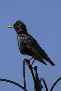 Low angle view of bird perching against clear sky